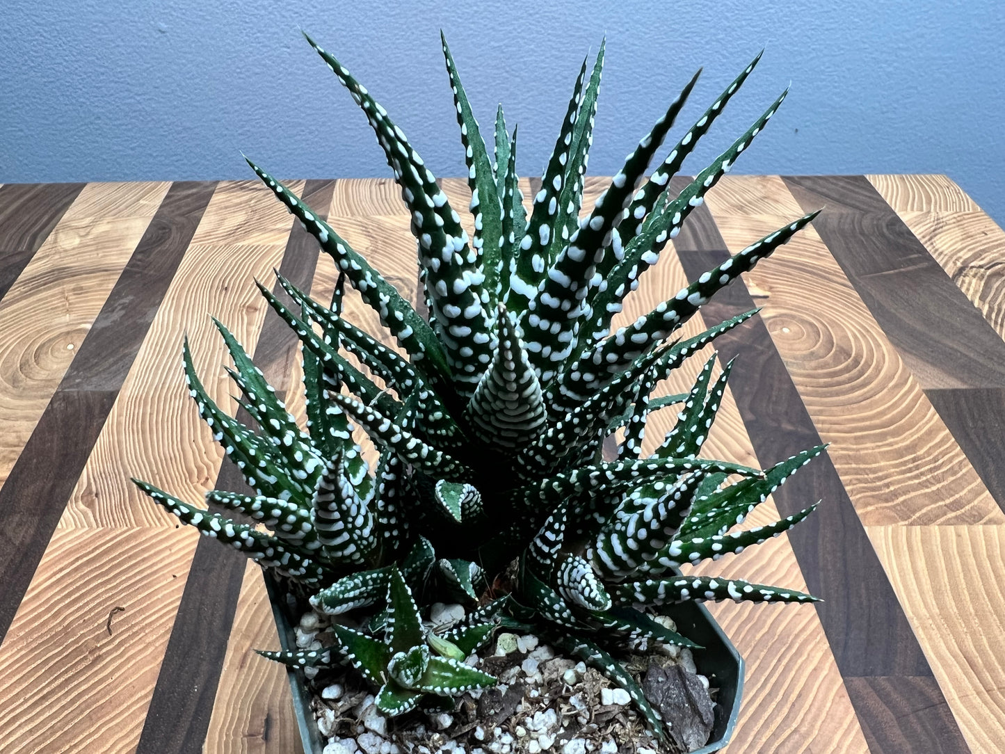 Haworthia -Lizard Tail