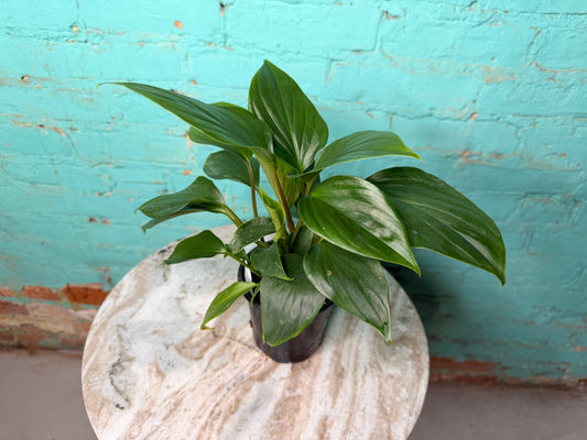 Homalomena Emerald (Green)