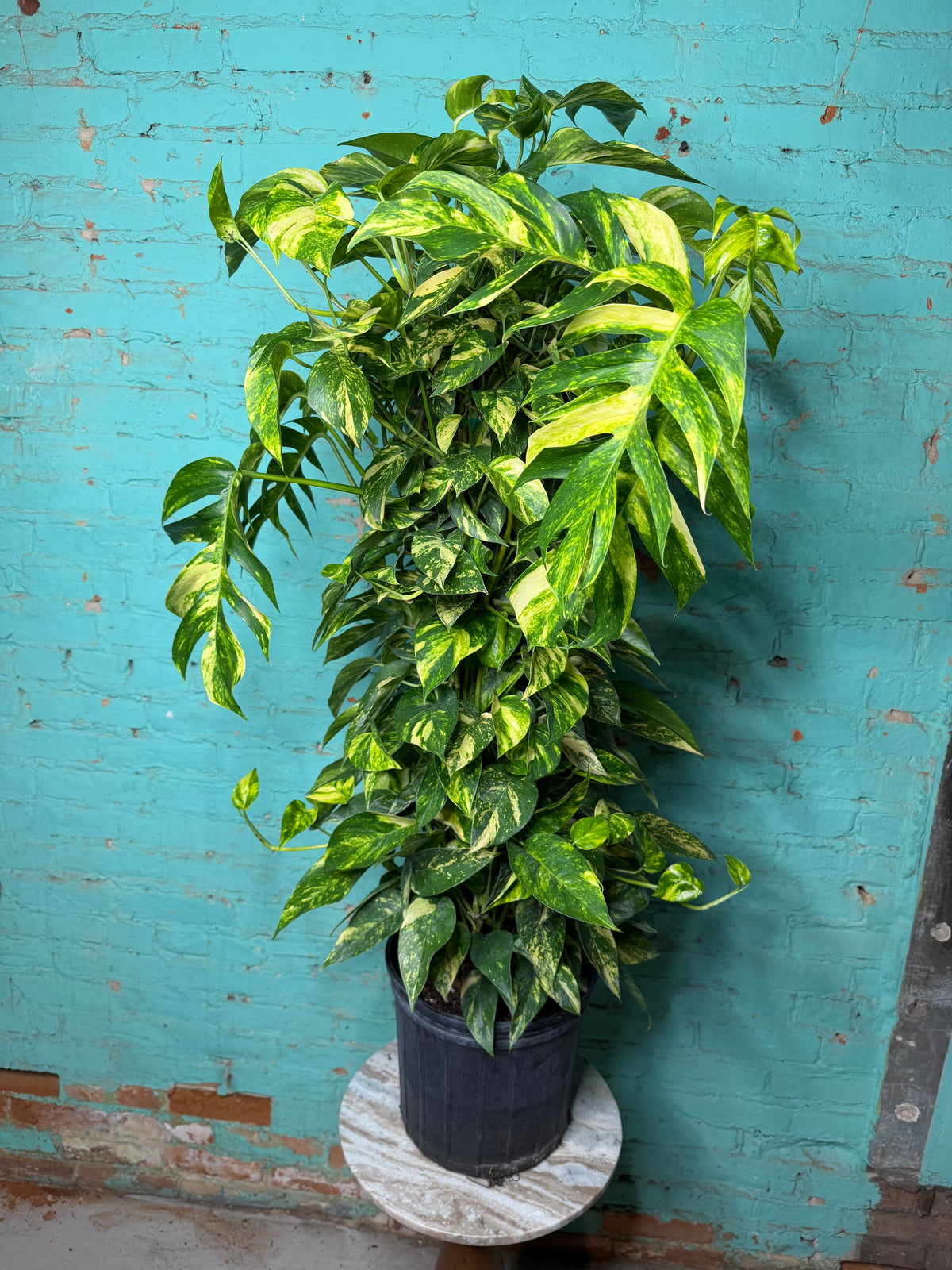 Epipremnum Pinnatum Yellow Flame 10” totem 47”