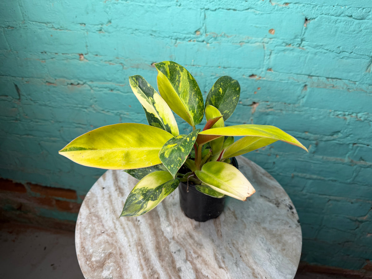 Philodendron Congo Nuclear Variegated 4”