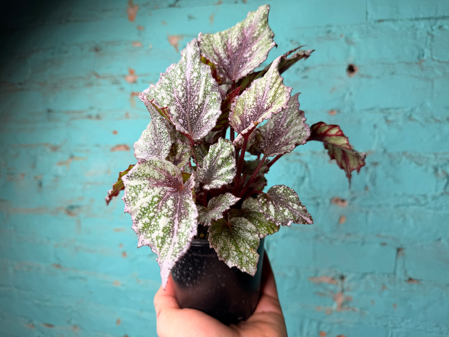 Begonia Rex “ShadowKing Rose Frost”