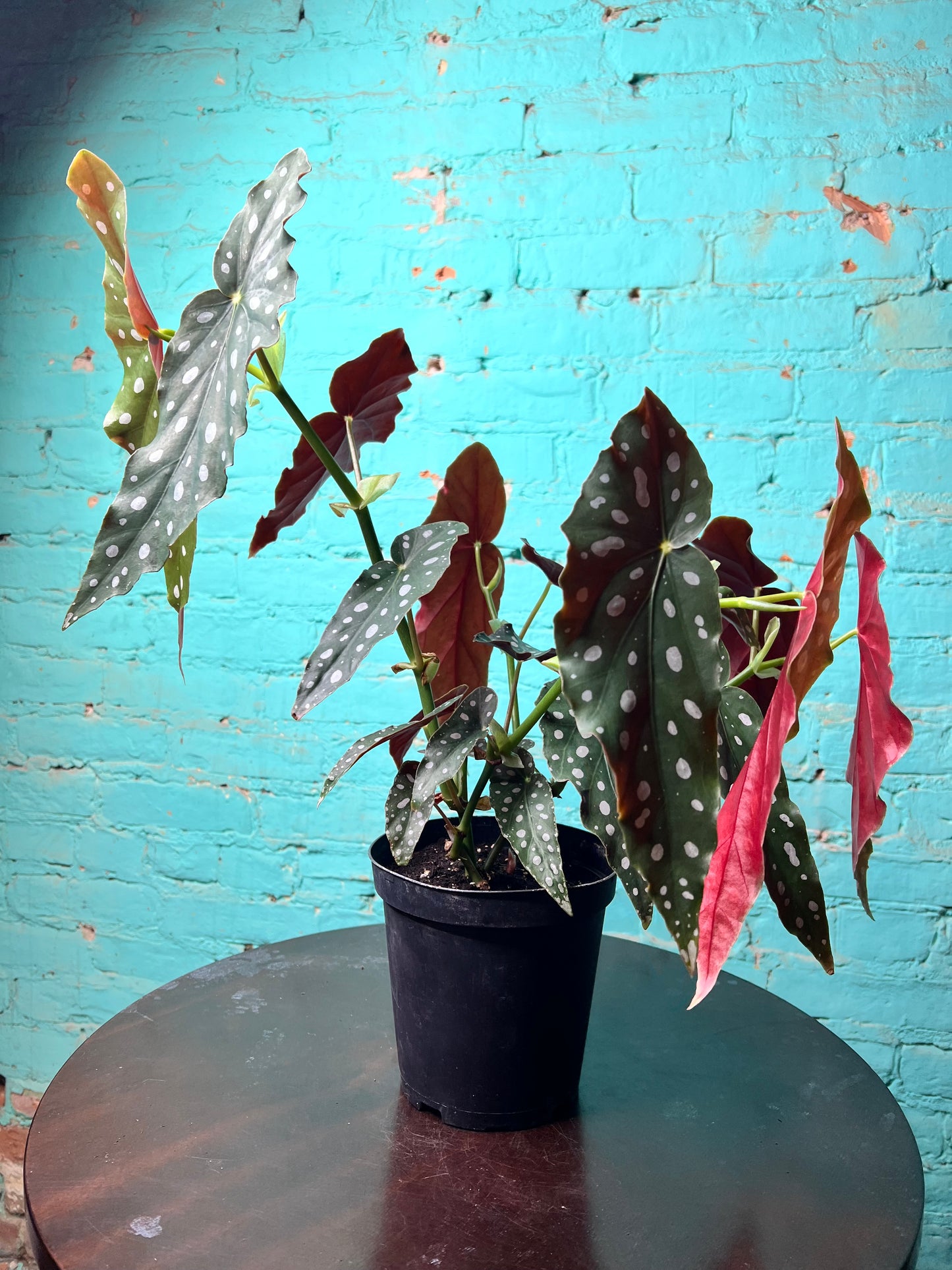 Begonia Maculata 6” Polka Dot