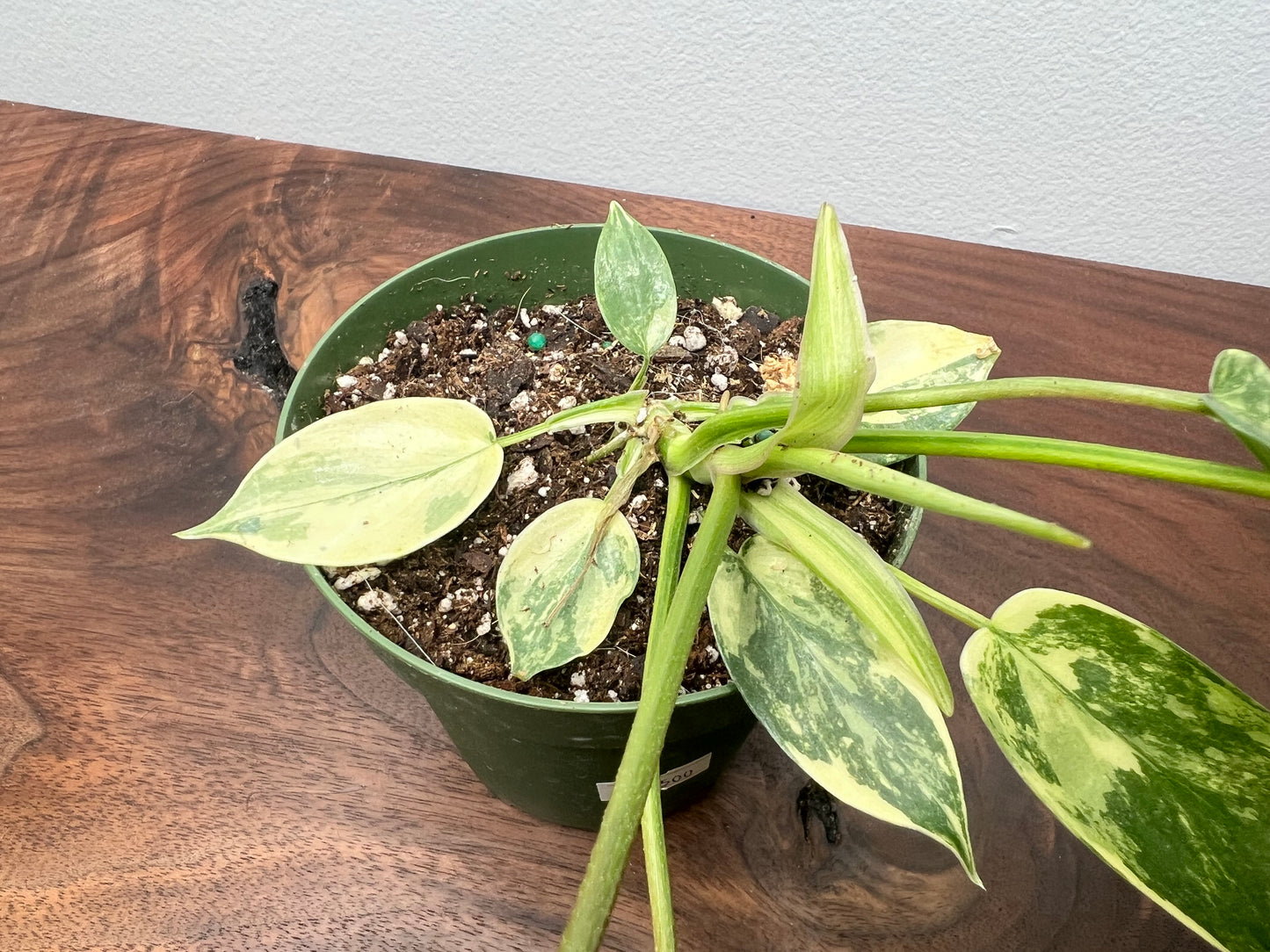 Philodendron Variegated Florida Beauty