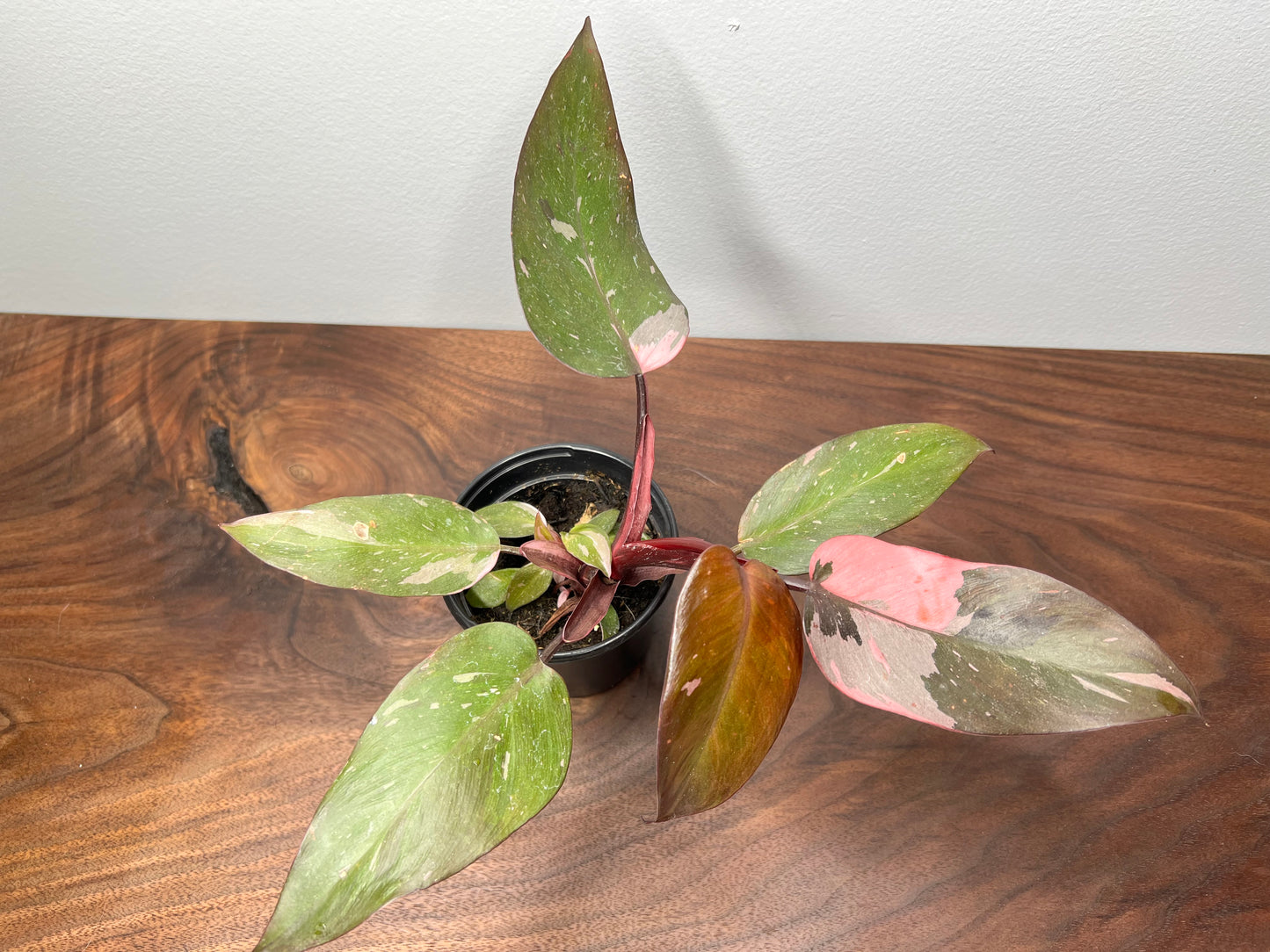 Philodendron-Pink princess 4”