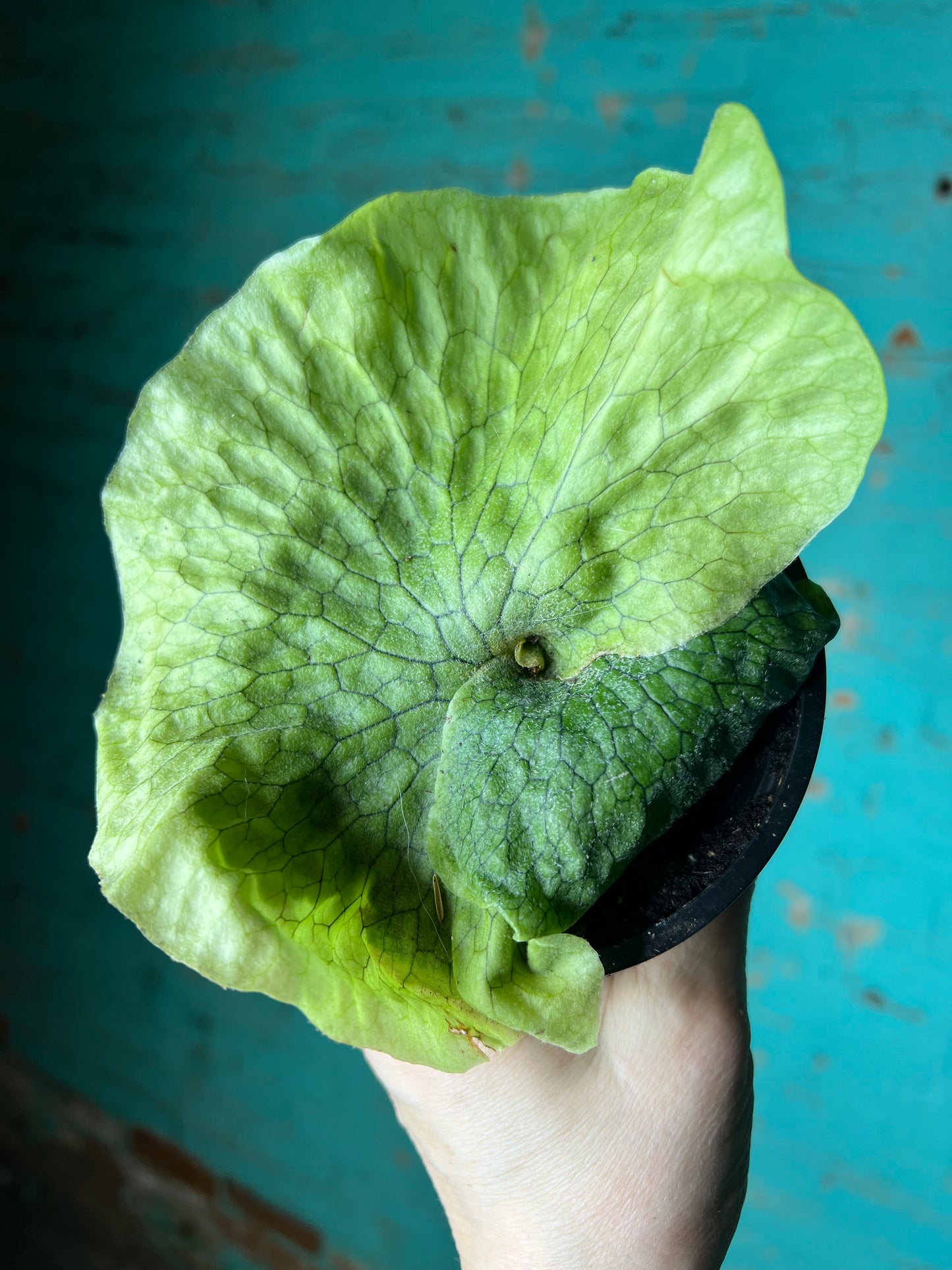 Staghorn Superbum “Giant”