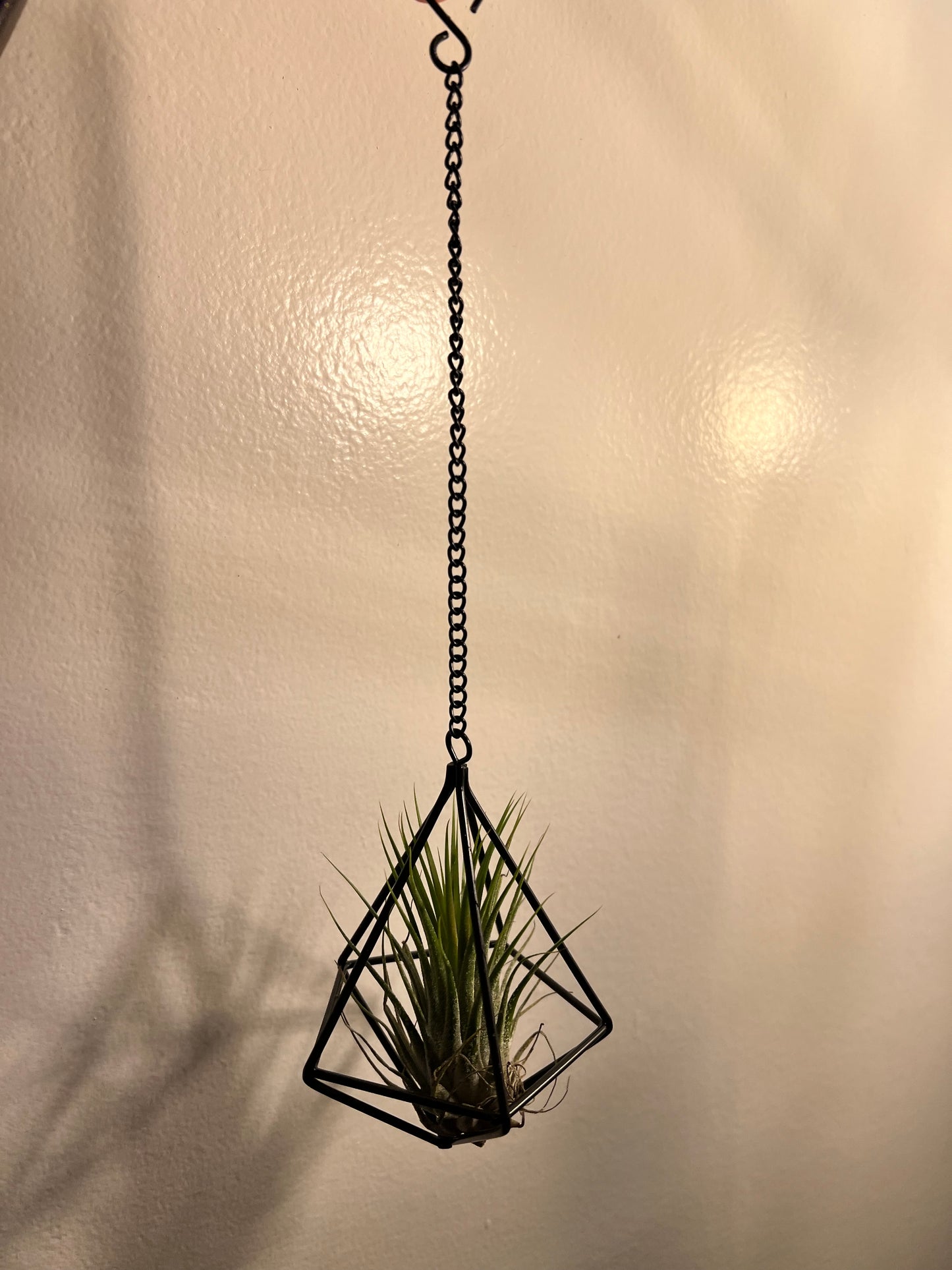 Air plant with black holder