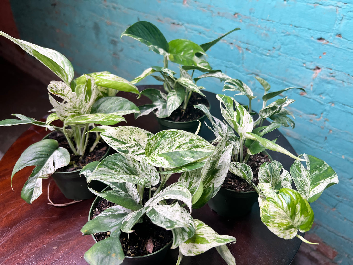 Epipremnum Pinnatum Marble Flame 4”