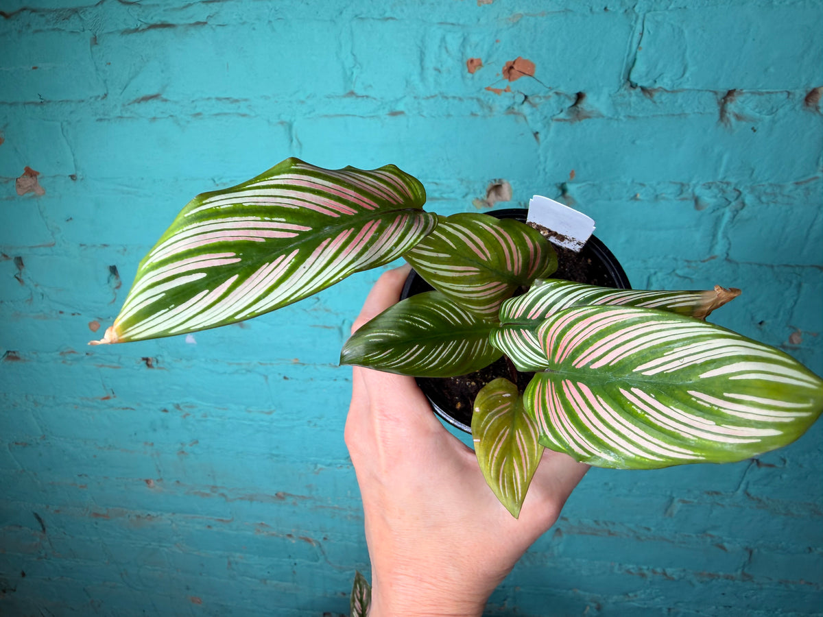 Calathea White Star 4”