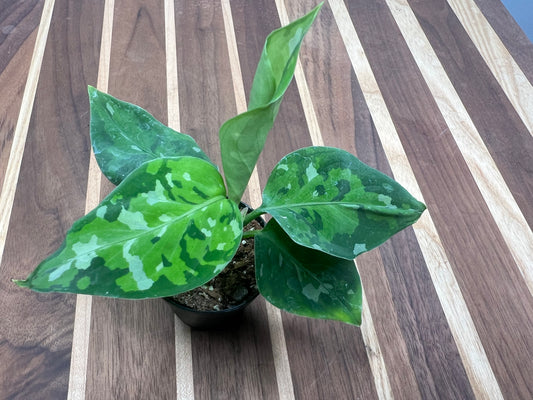 Aglaonema Pictum Tricolor (camo) 2”