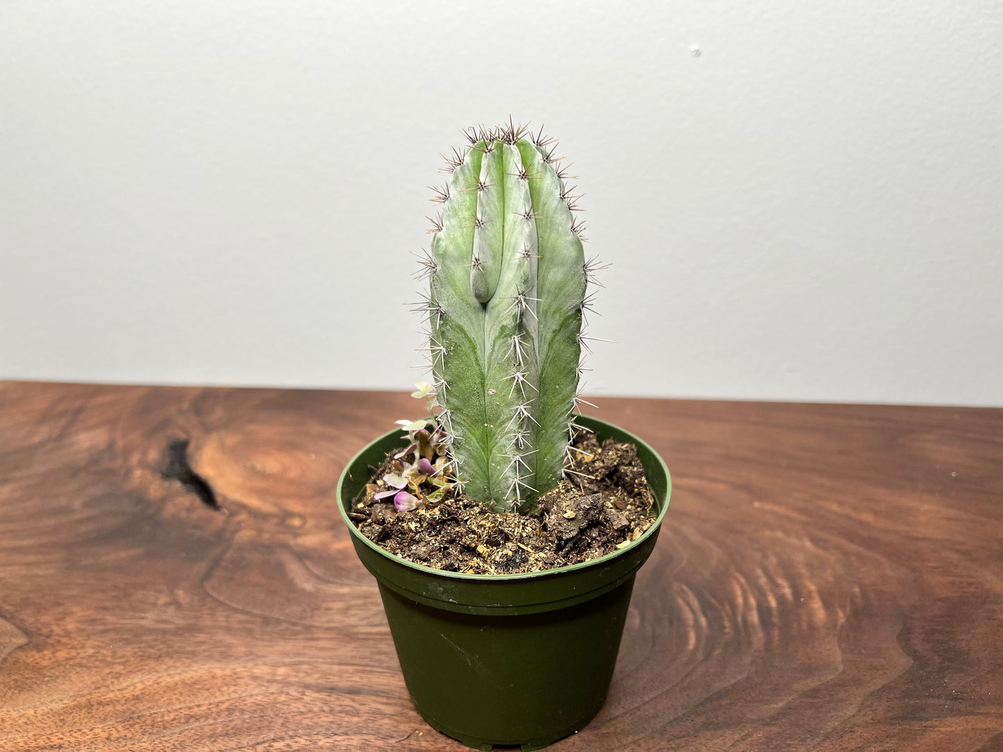 Cactus 4”