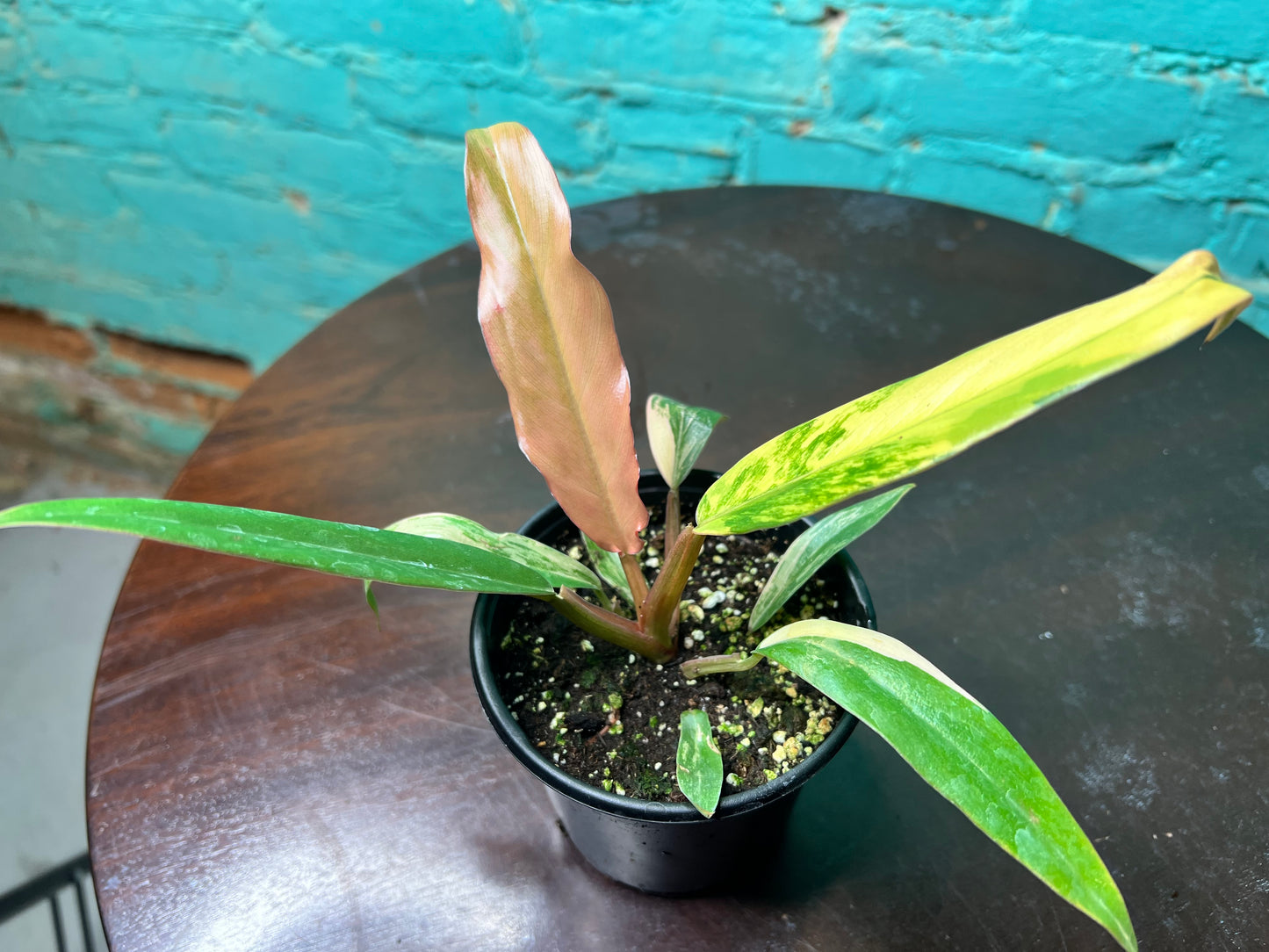 Philodendron Carmel Marble 4”
