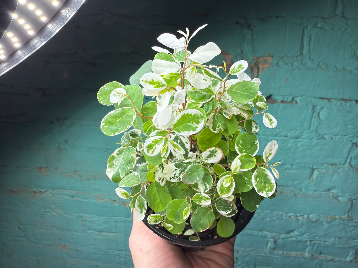 Breynia disticha (Snow Bush) 4”