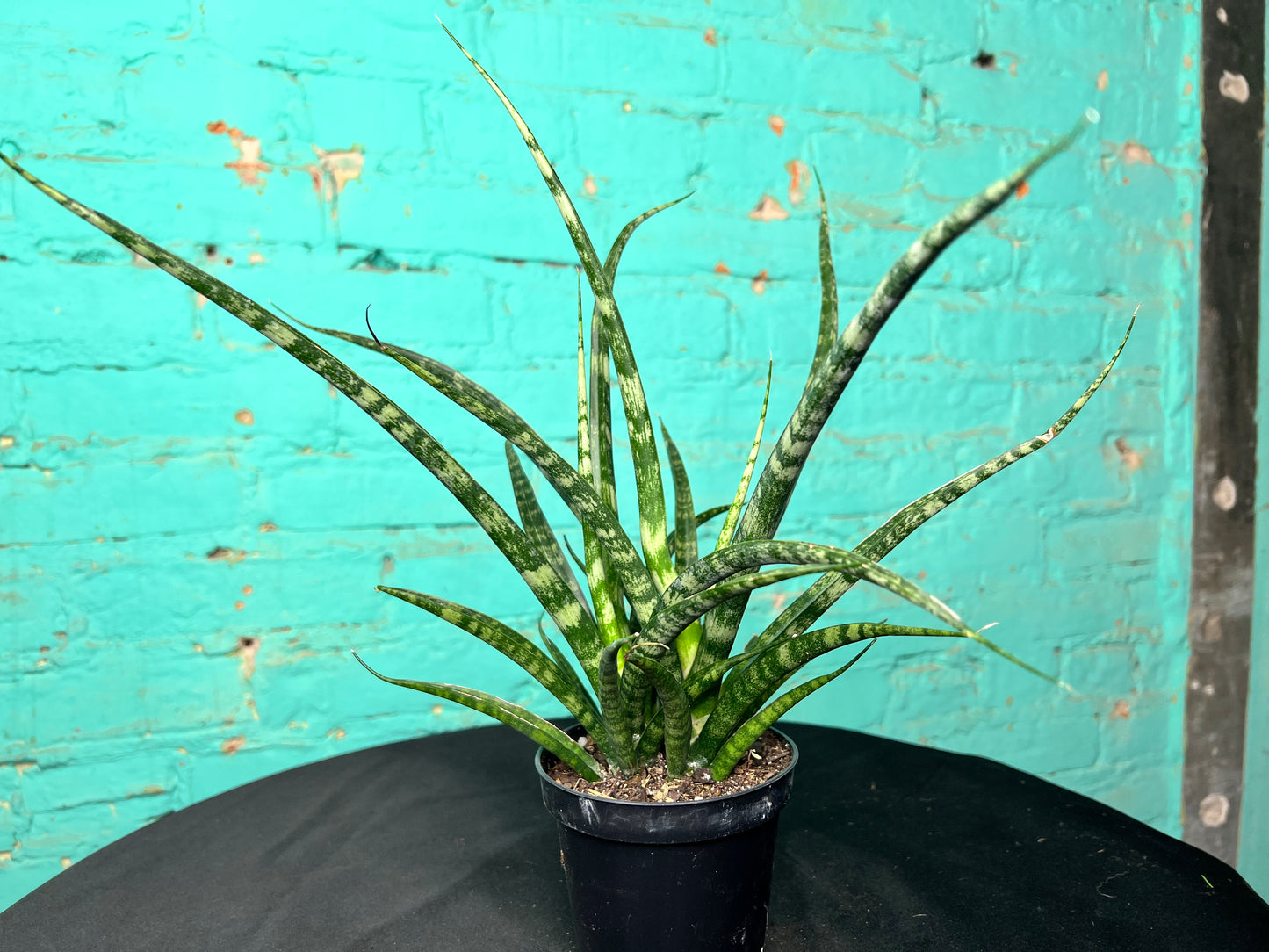 Sansevieria Cylindrica- Snake Plant “Mikado”