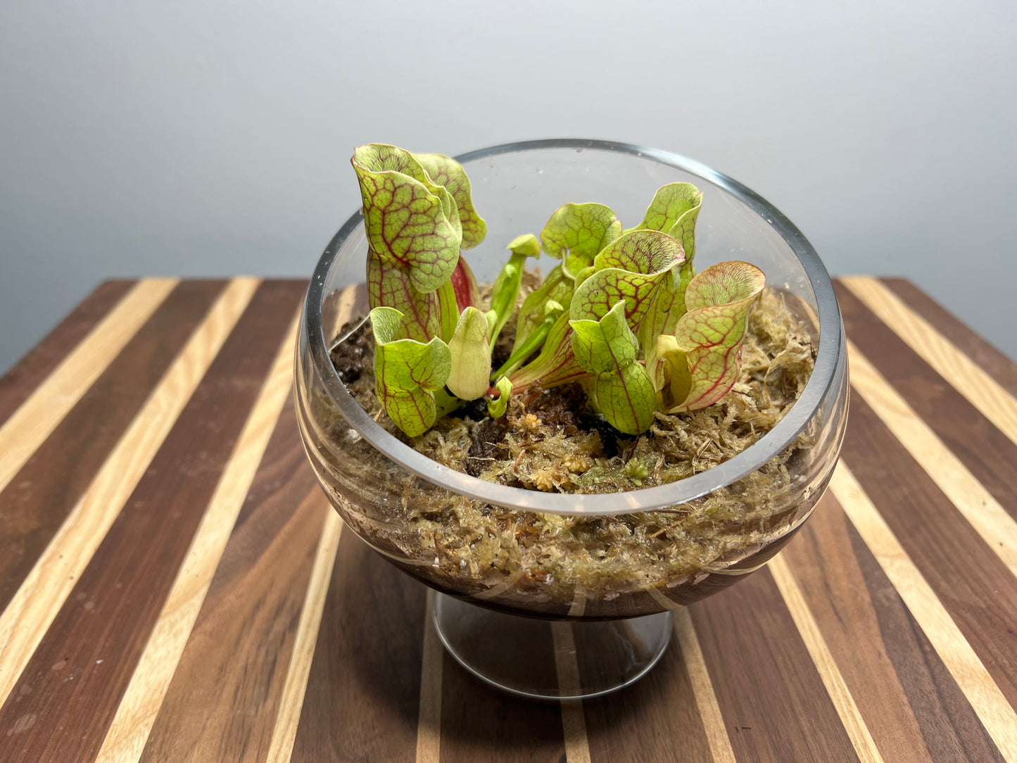 Carnivorous Plant Terrarium