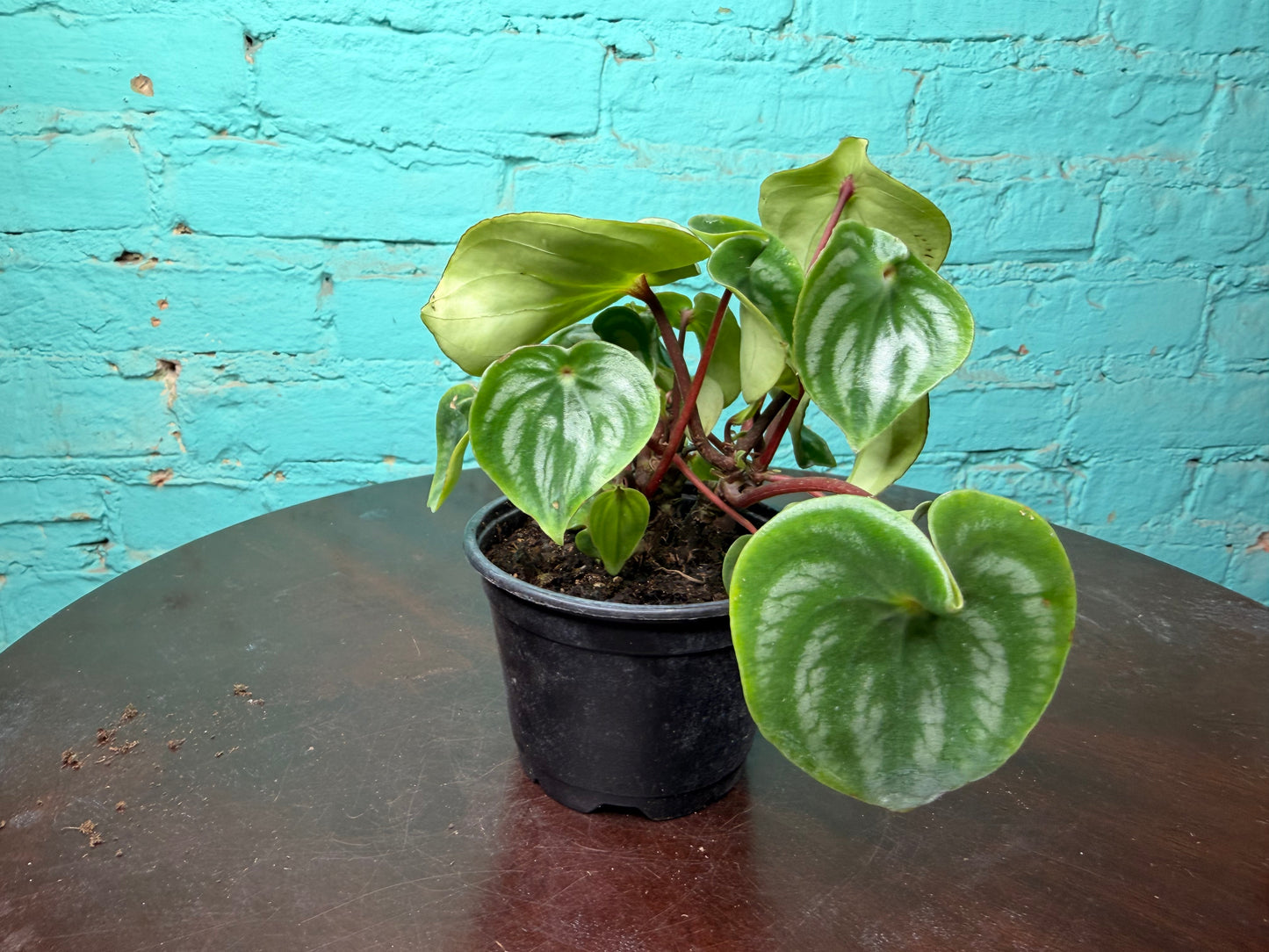 Peperomia Watermelon 4”