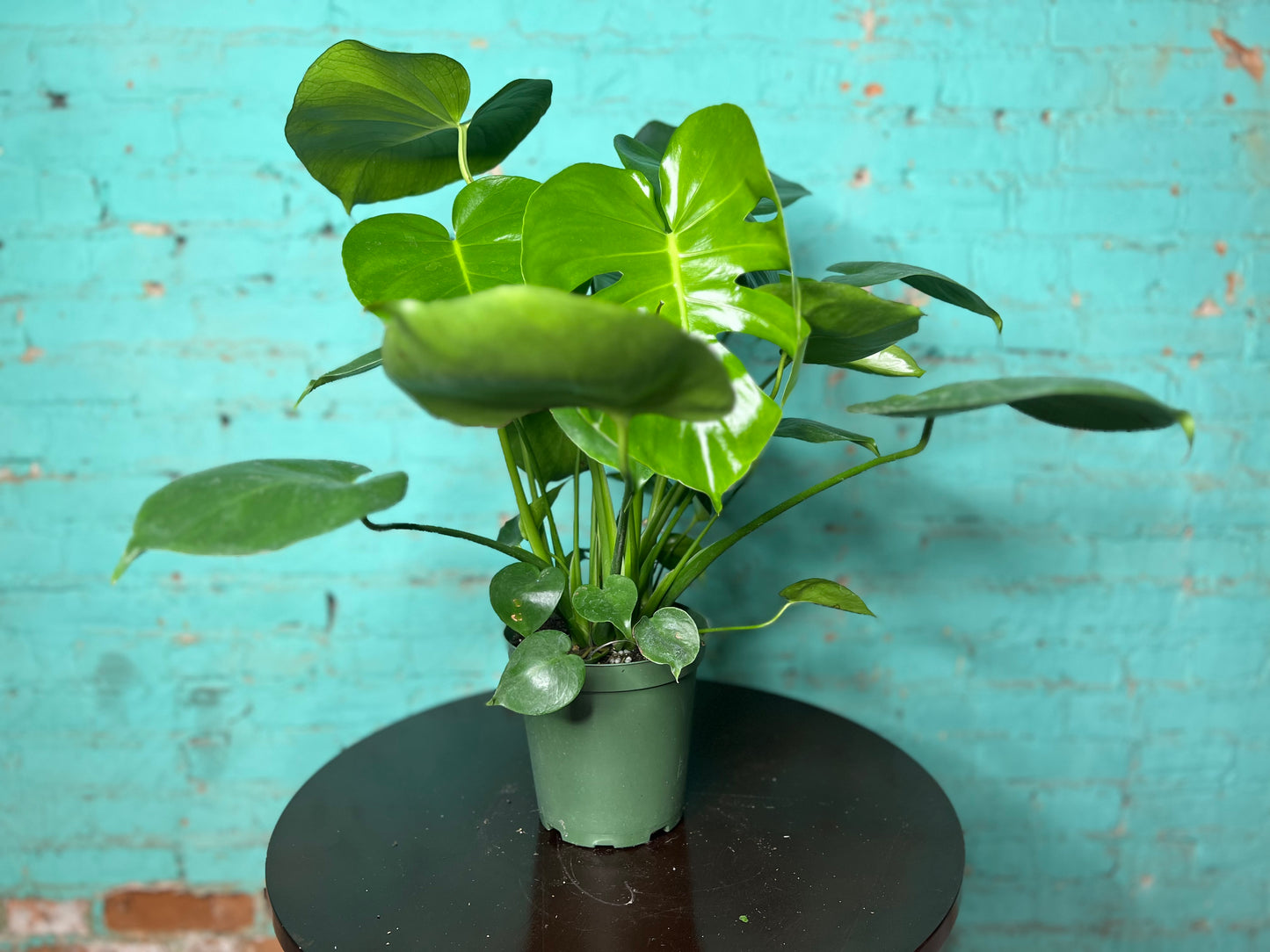 Monstera Deliciosa 6”