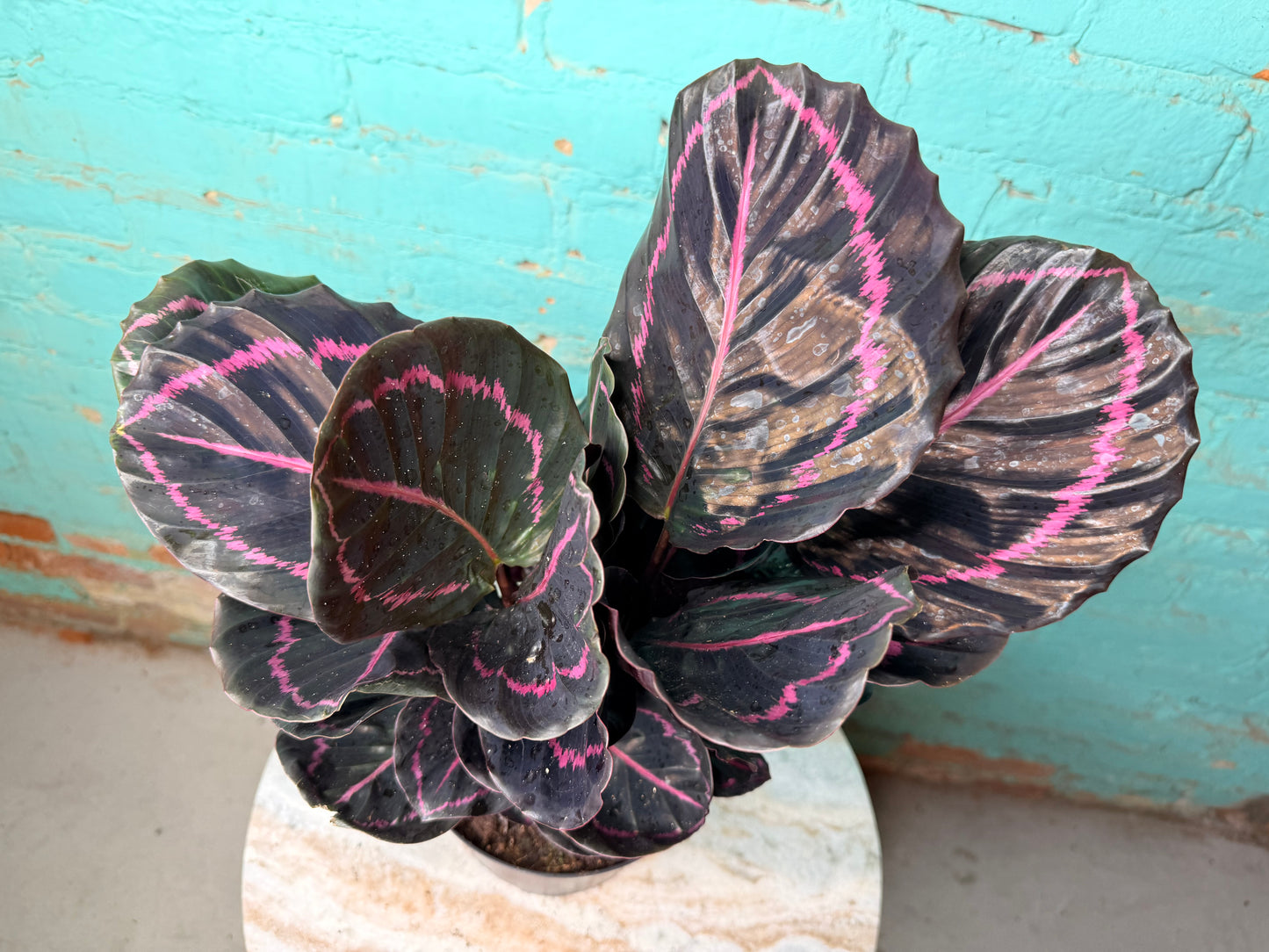Calathea Dottie 6”
