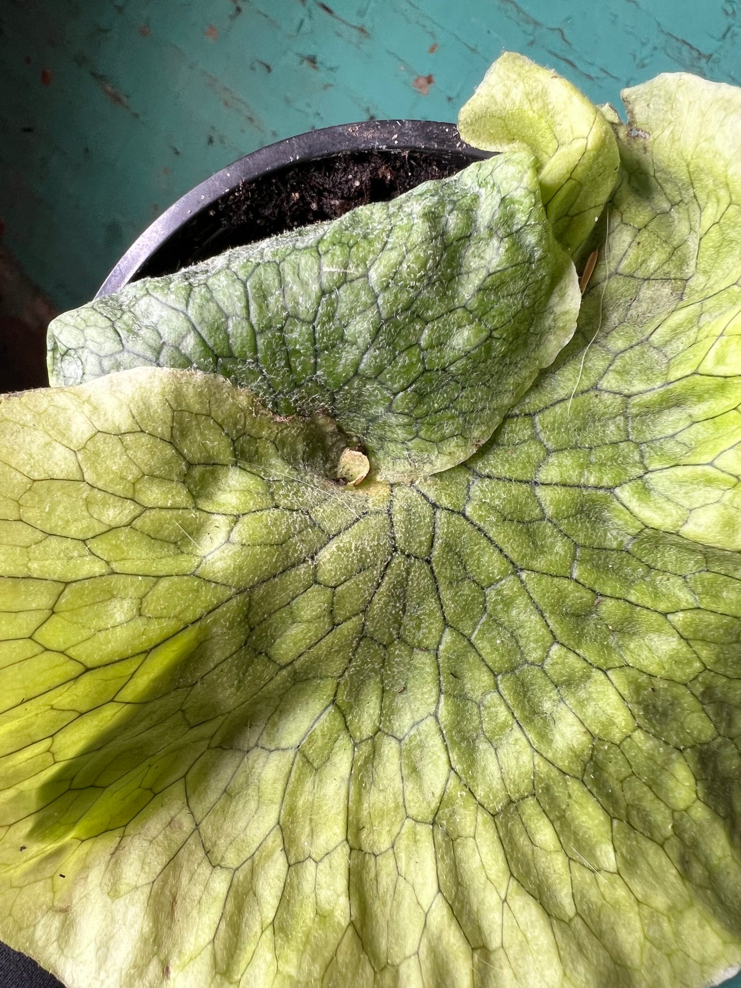 Staghorn Superbum “Giant”