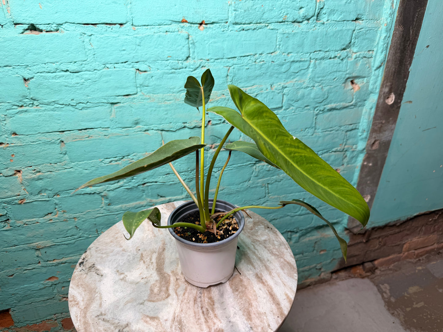Philodendron-Spirit of Sacti