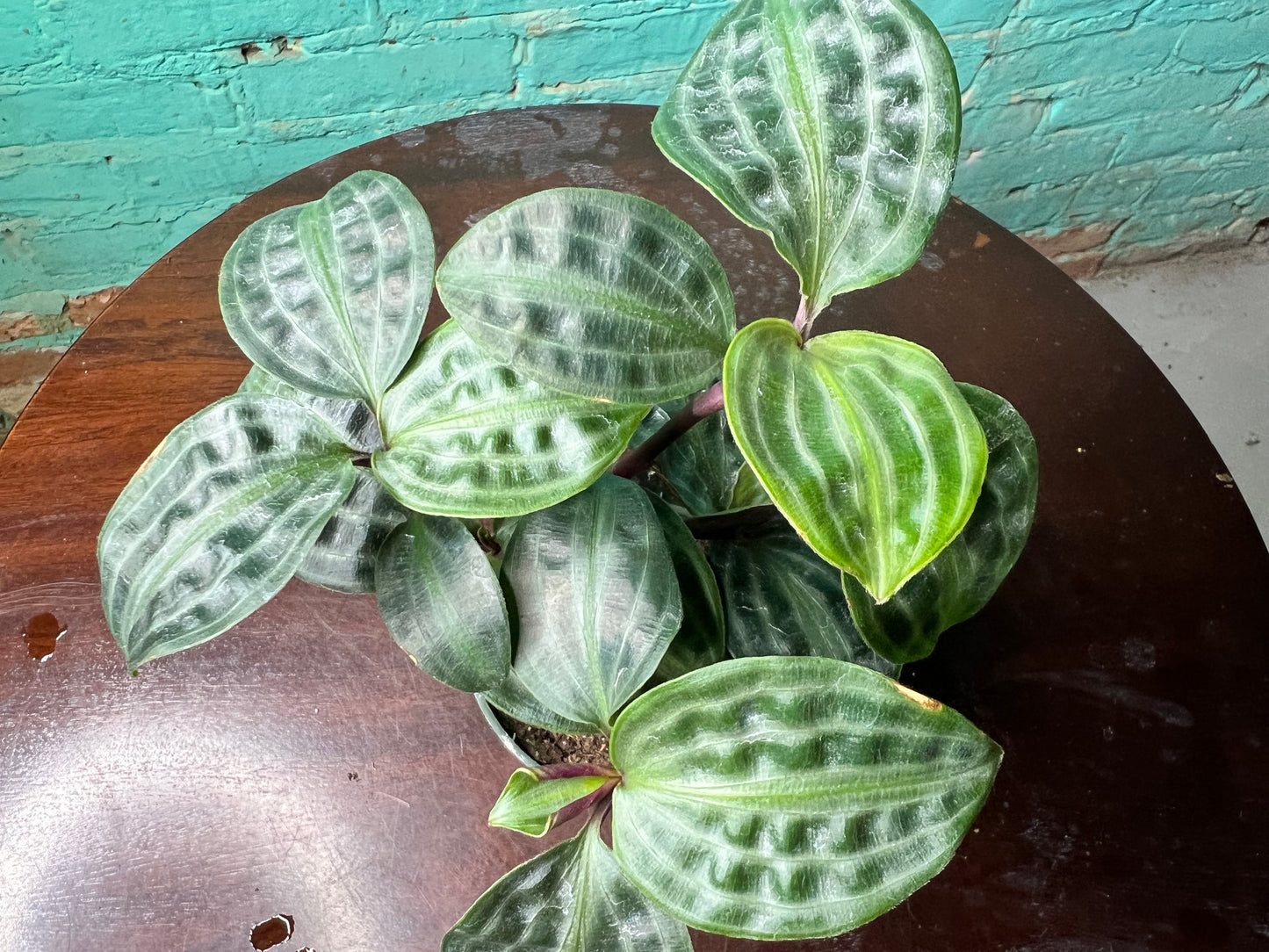 Geogenanthus Peoppigii 4”