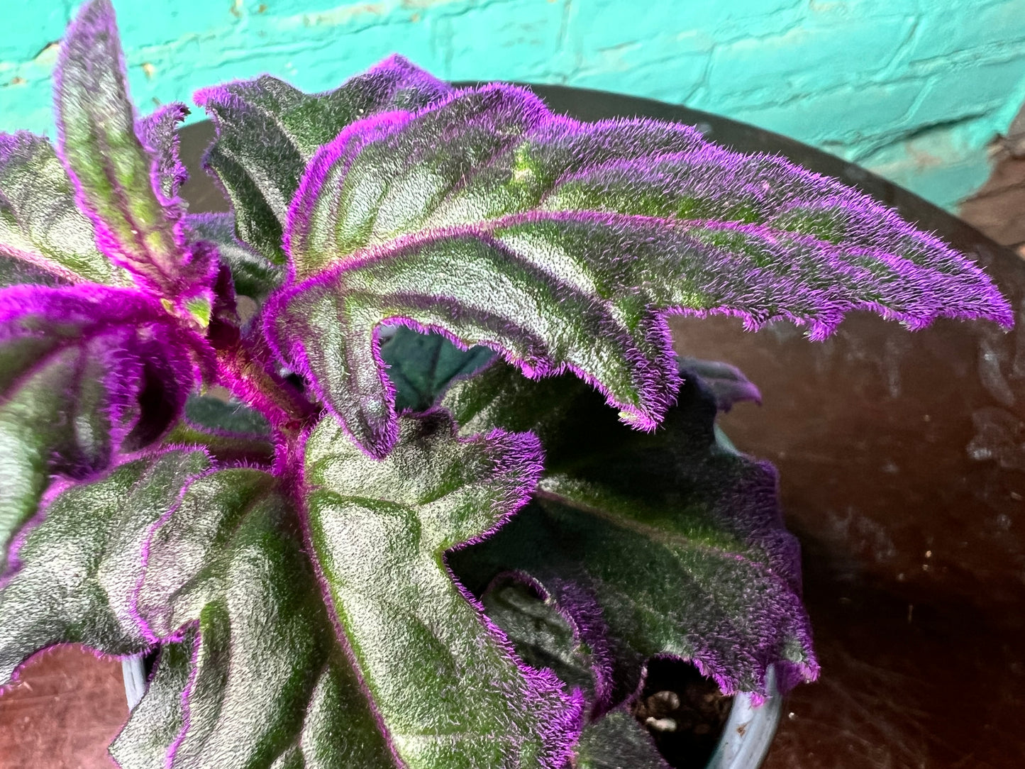 Purple Passion Plant 4”