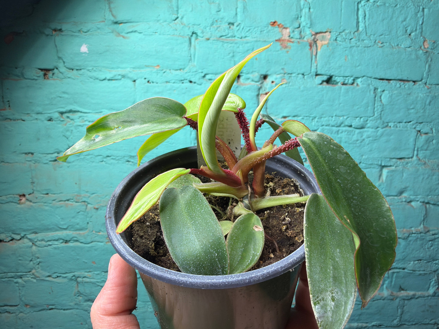 Philodendron Squamiferum (Red Bristle)