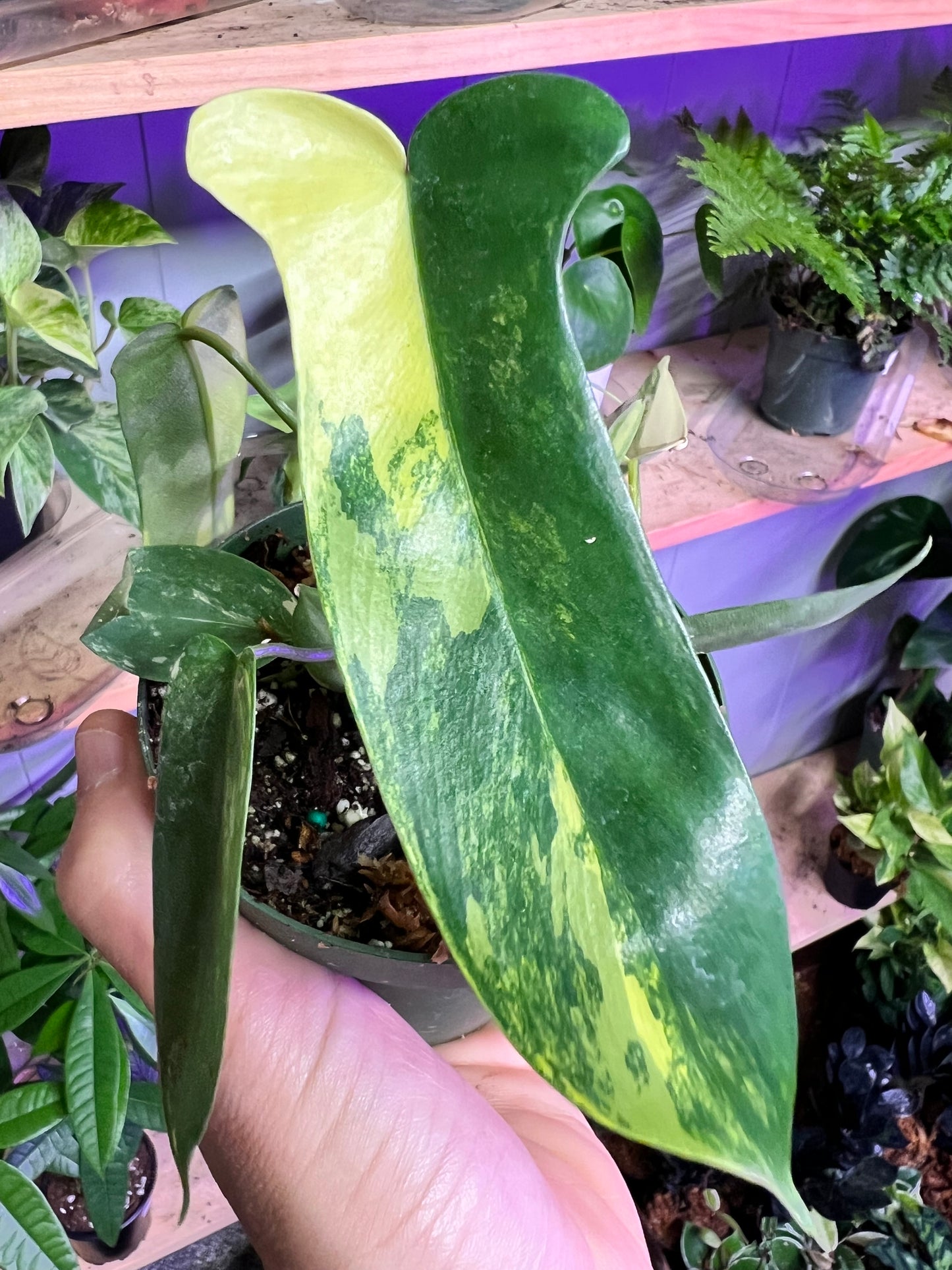 Philodendron Variegated Florida Beauty