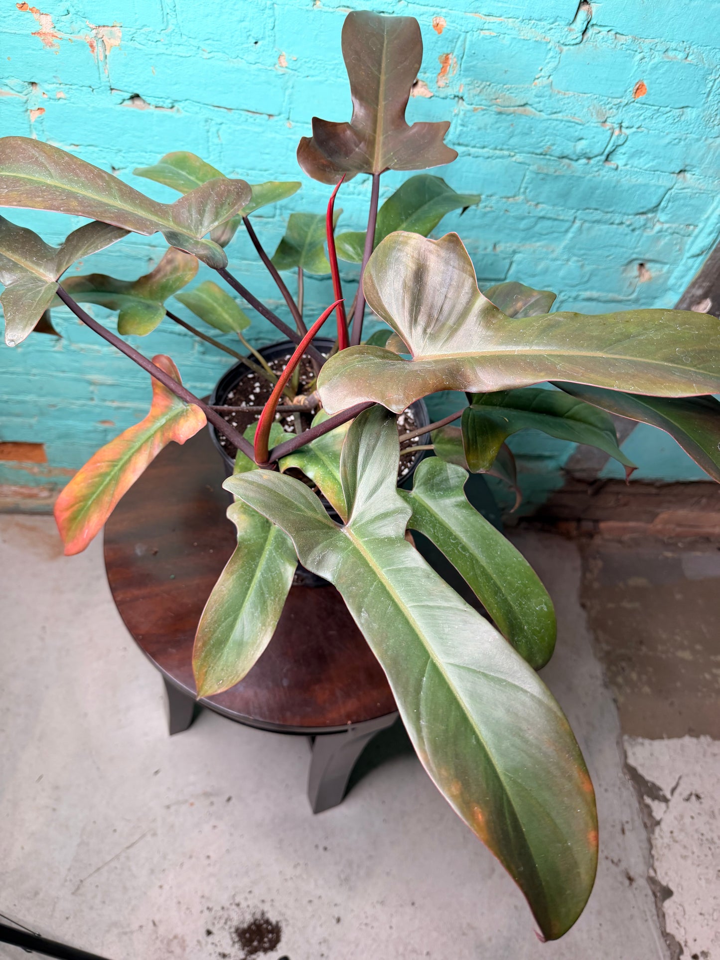 Philodendron Florida Bronze 10”