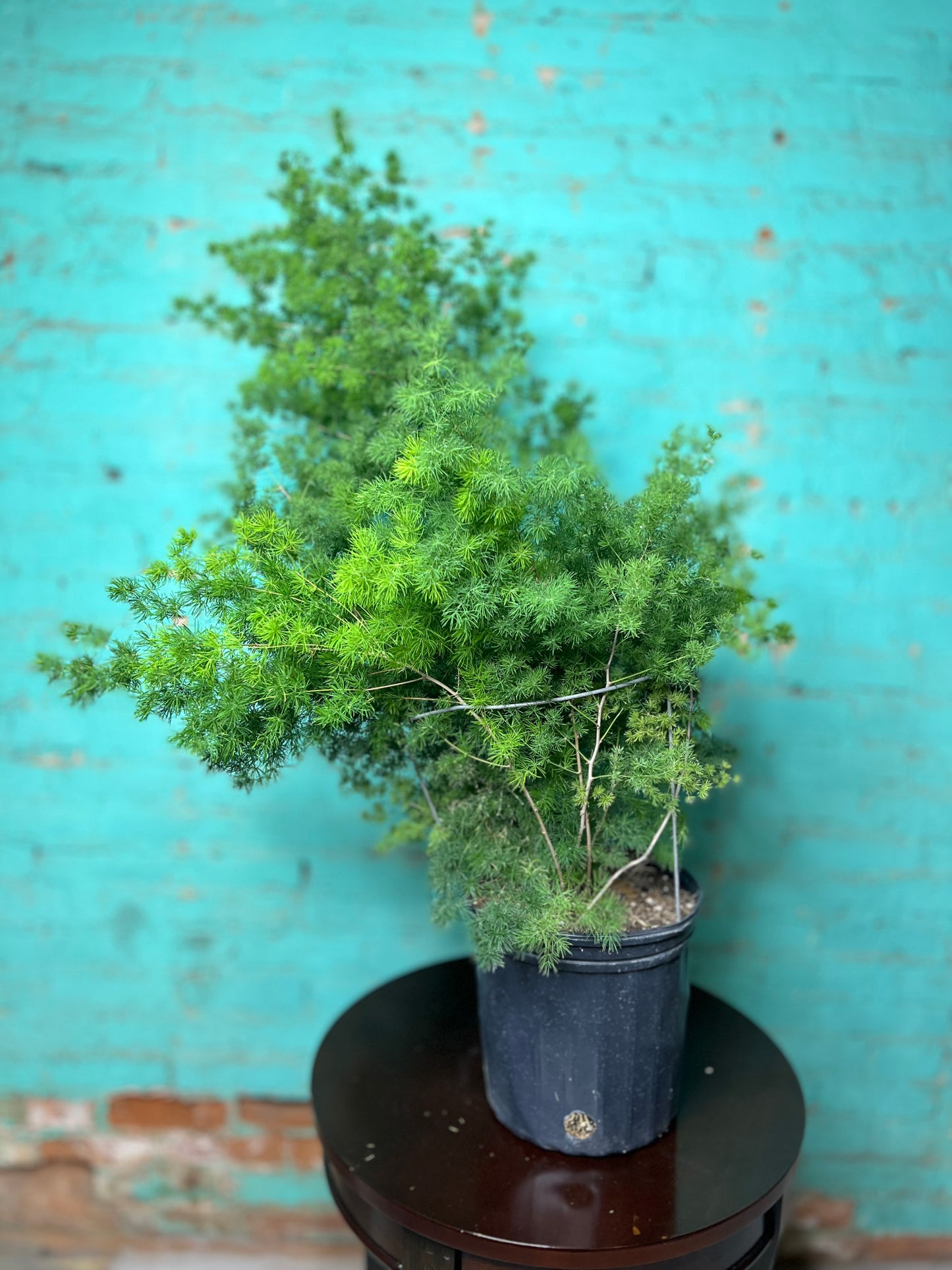 Zulu Asparagus Fern 10”