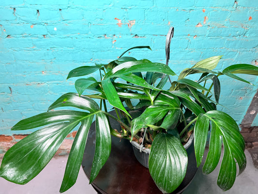 Rhaphidora Decursiva/Dragon Tail 8” basket