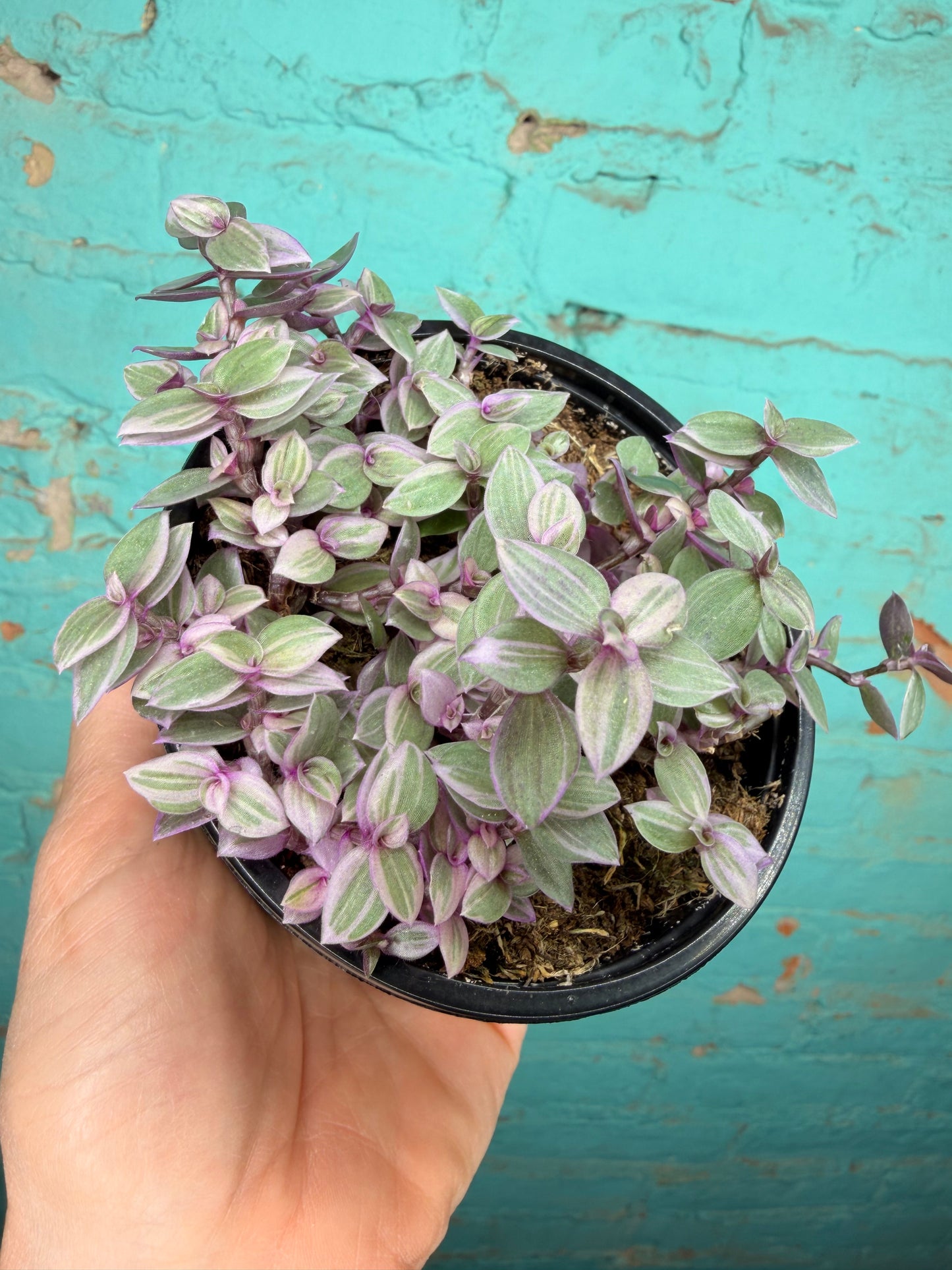 Pink Panther Bolivian Jew- Callisia