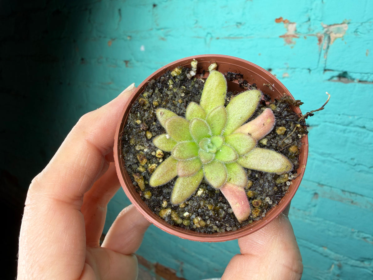 Pinguicula 6 Pack