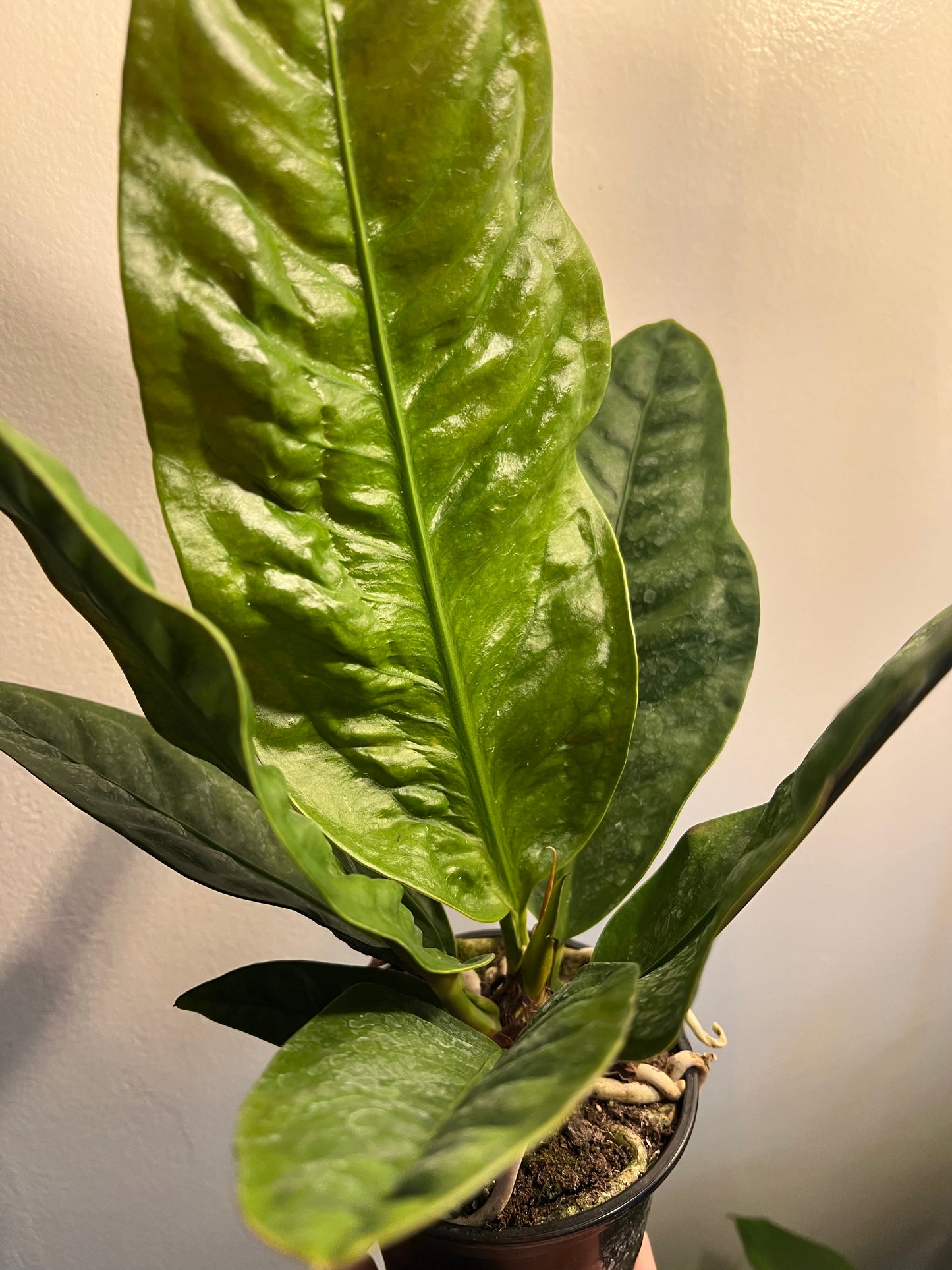 Anthurium superbum (Bird’s Nest Anthurium)