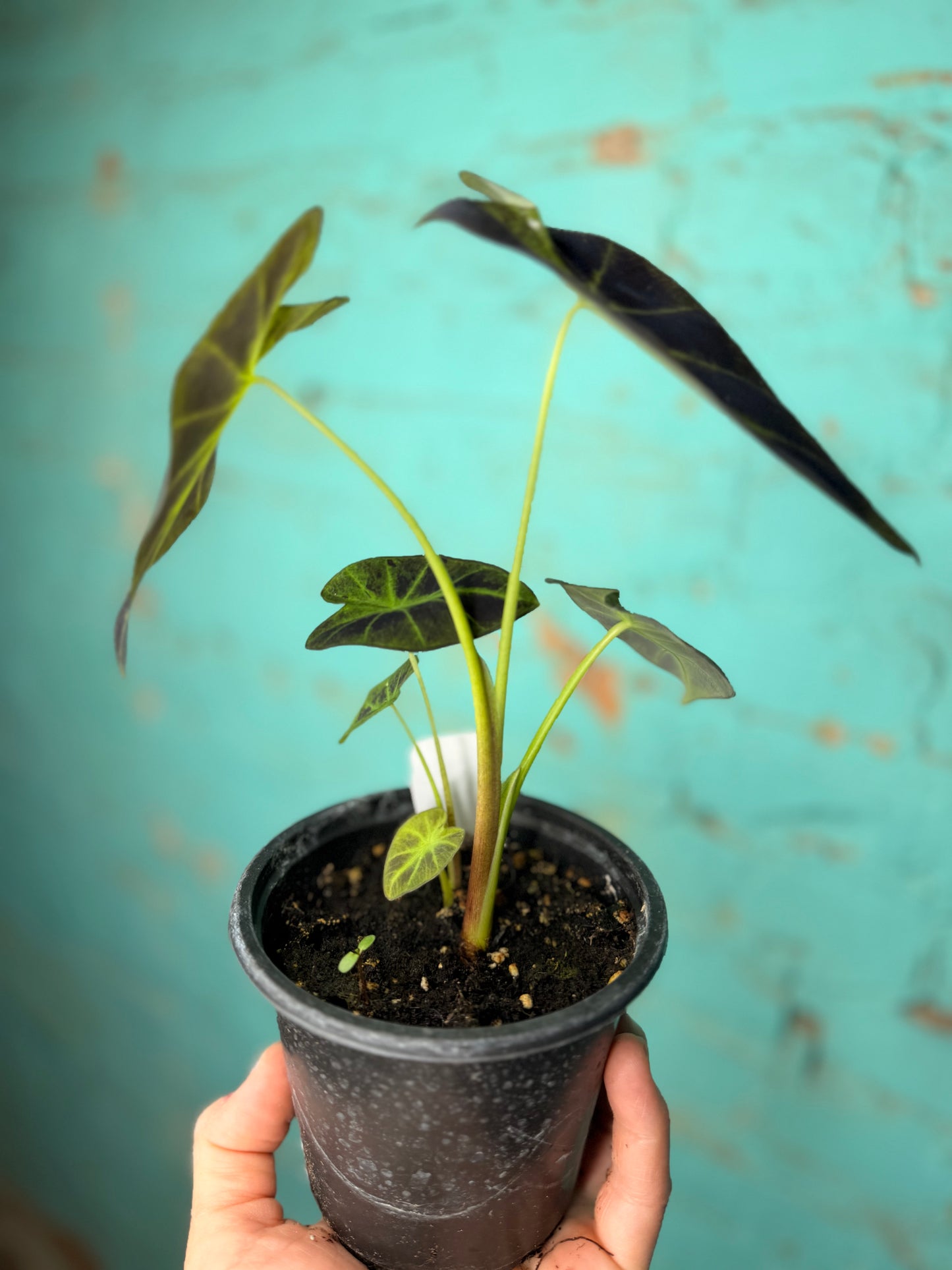 Colocasia Black Beauty 4”