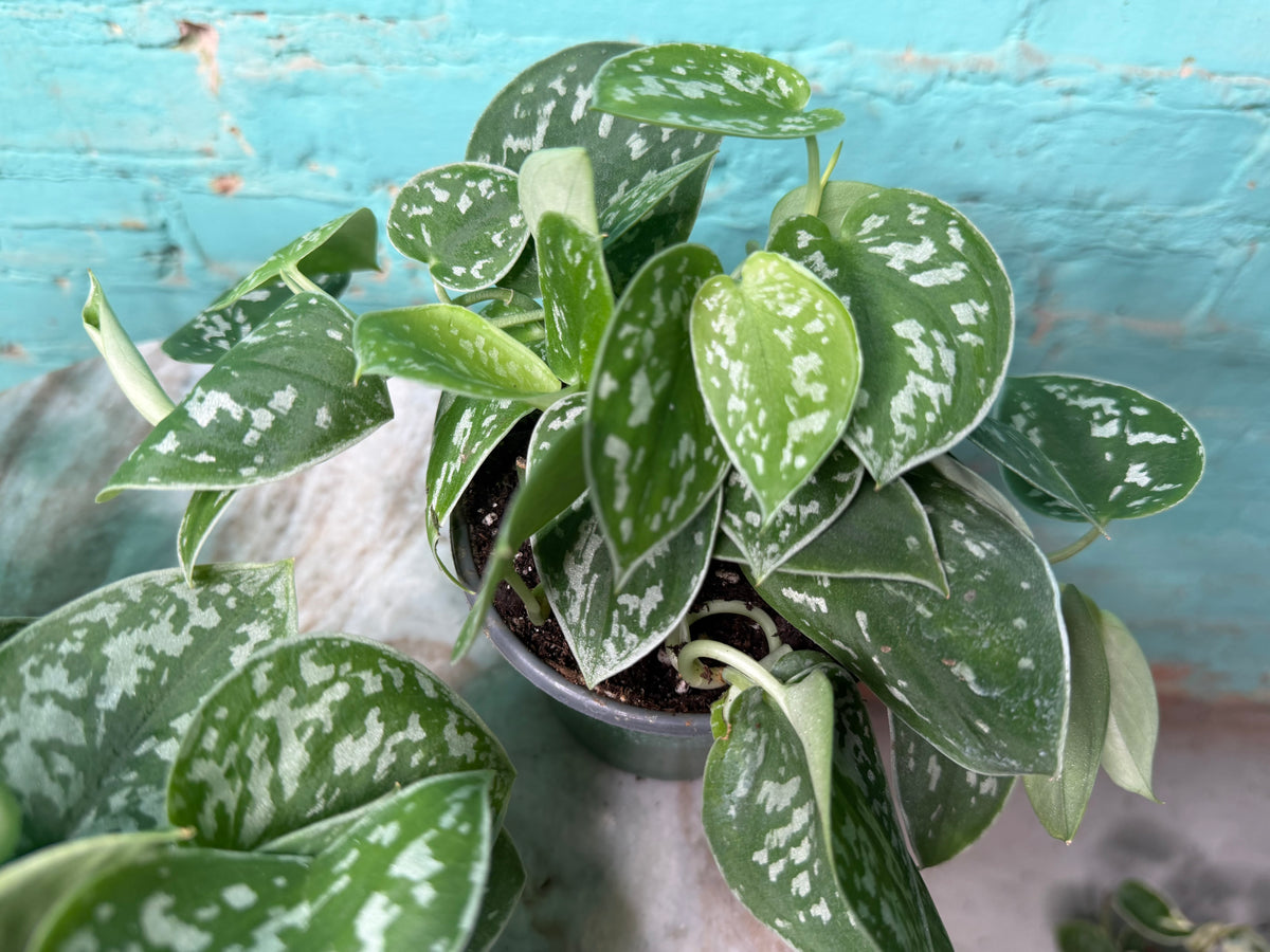 Scindapsus-Silvery Ann 4”