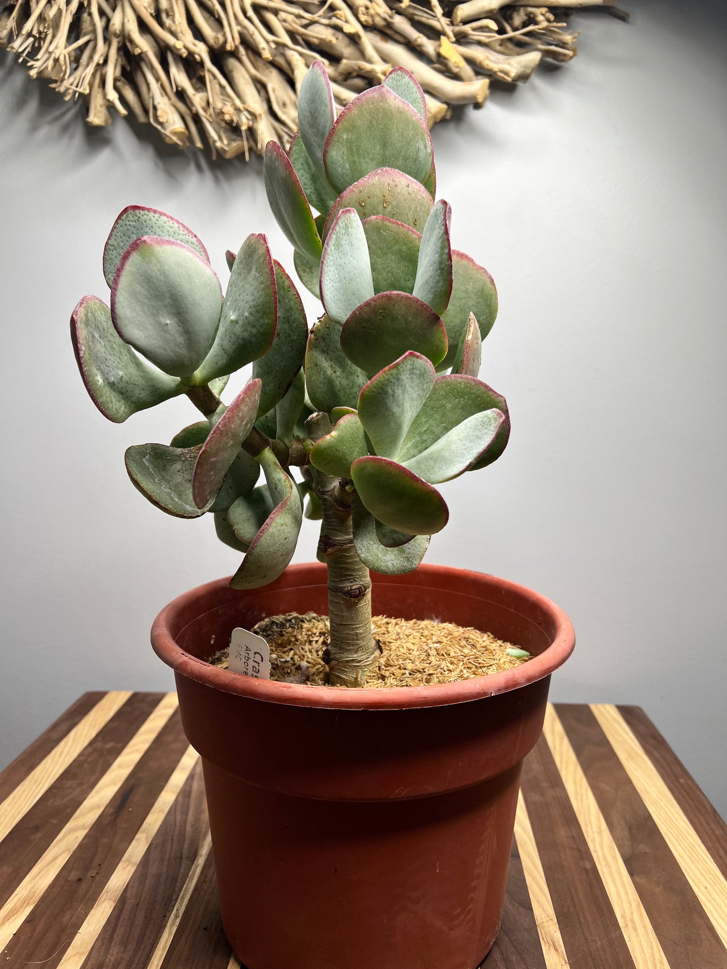 Jade Tree Silver Dollar  “10