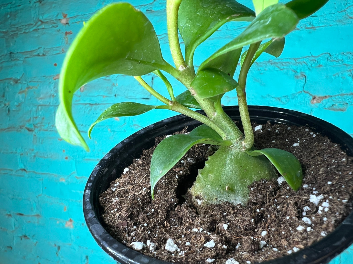 Hydnophe Papuanum “Mase Plant” 4”