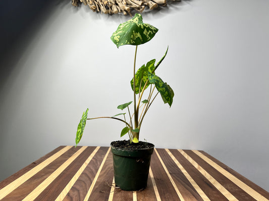 Alocasia Hilo Beauty 4”