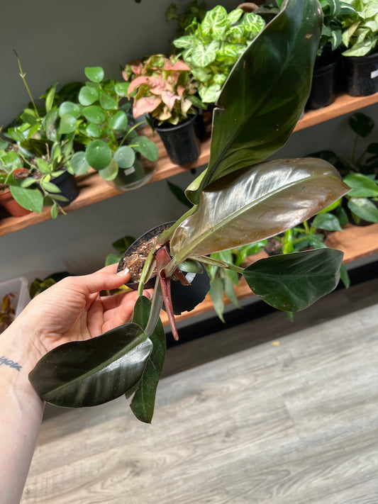 Philodendron Black Cardinal