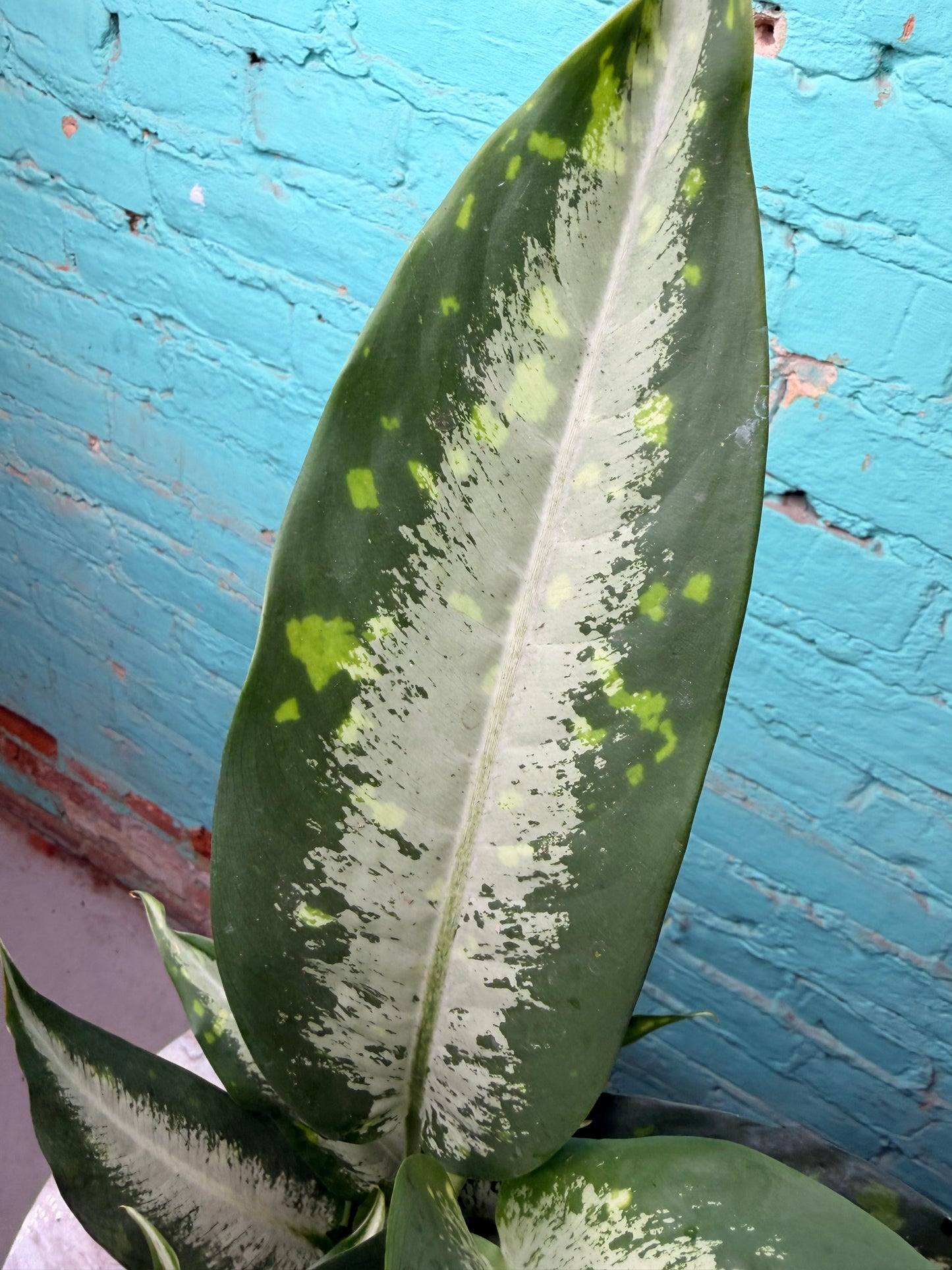Dieffenbachia 6”