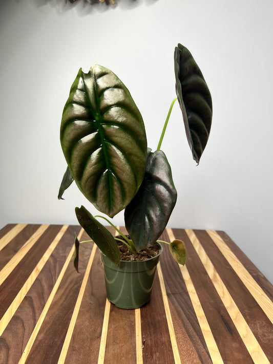 Alocasia Cuprea