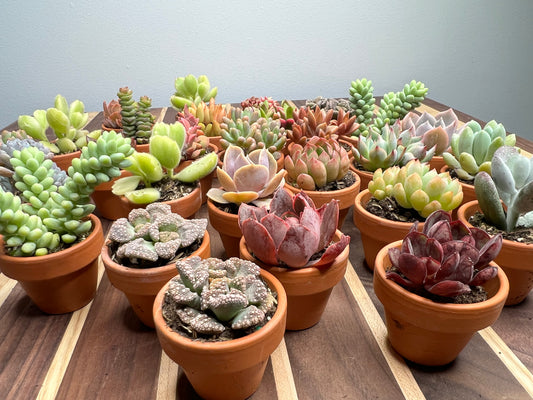Succulent 1” clay