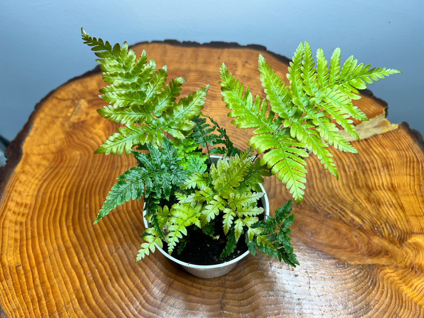 Autumn fern