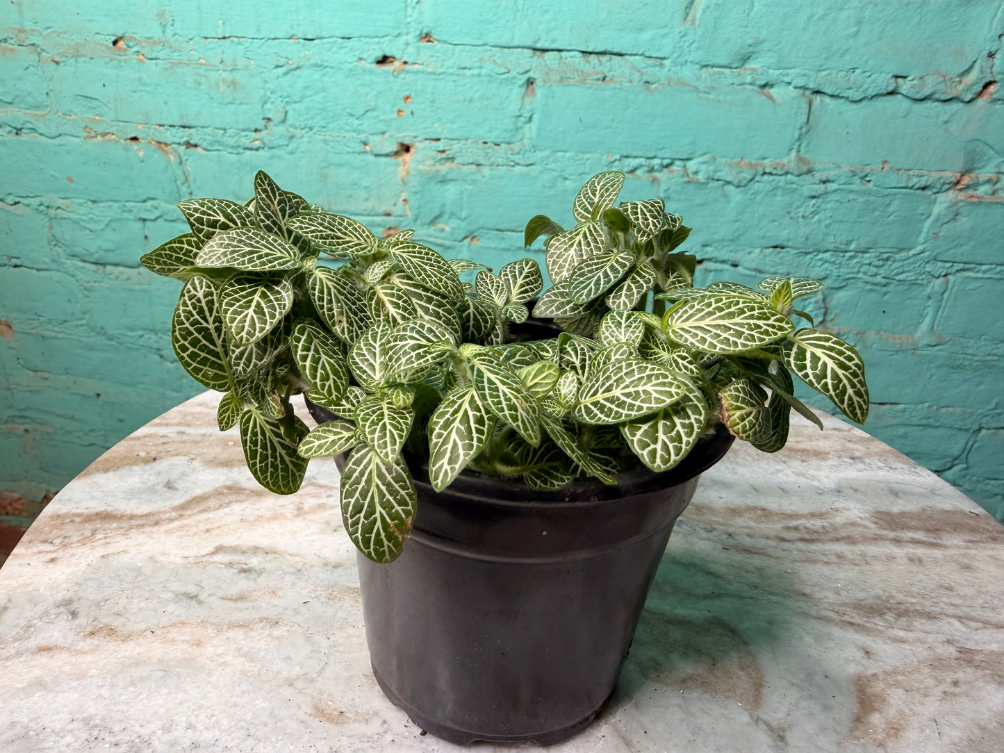 Nerve Plant - Fuzzy Stem Crawling