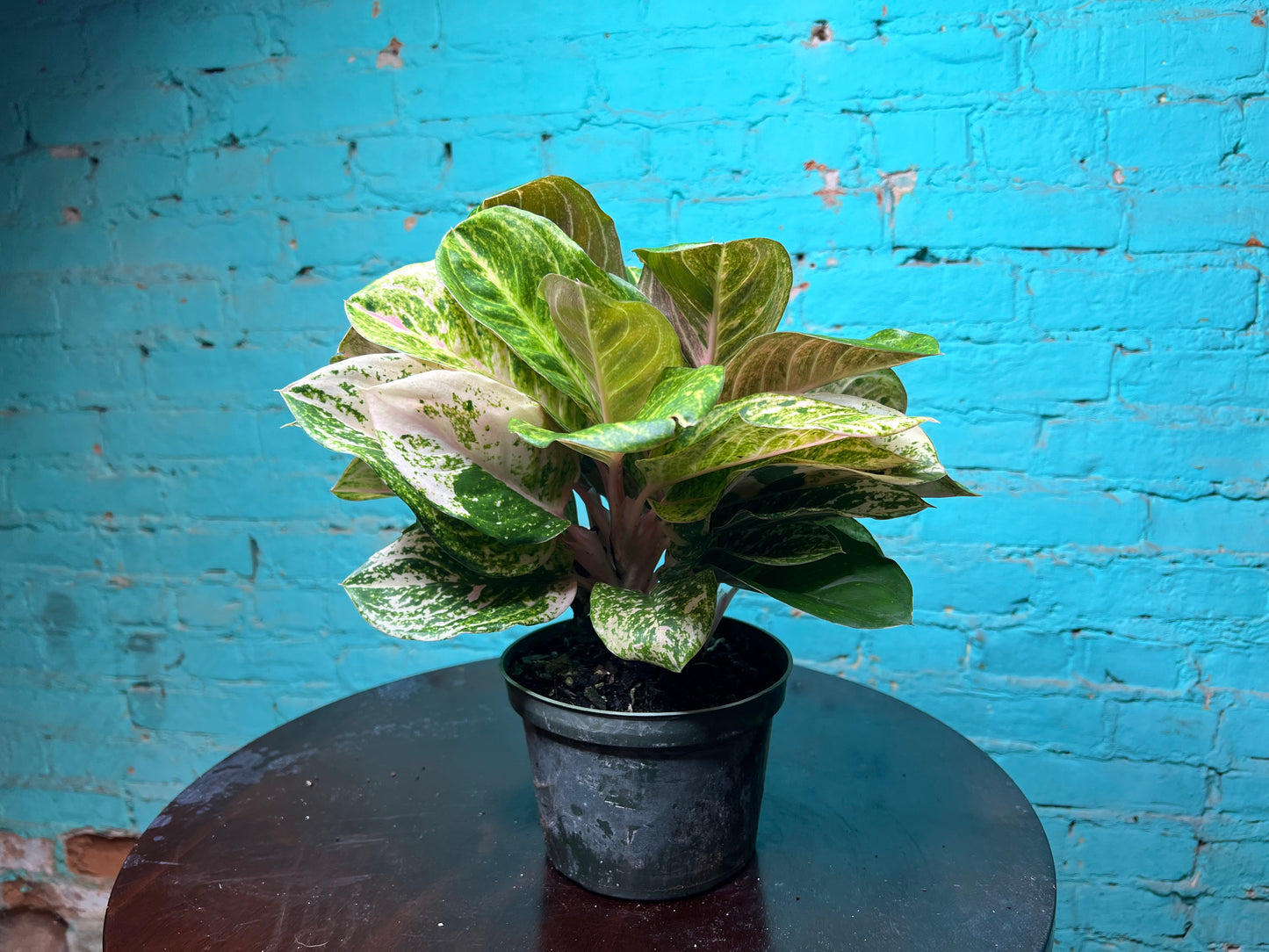 Aglaonema Lotus Delight 6”