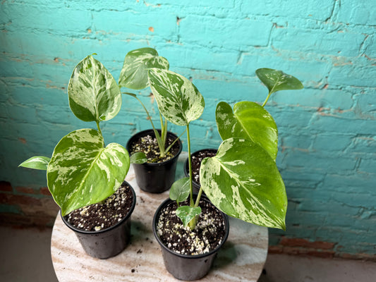 Monstera Bulbasaur (Non Tissue) 4”