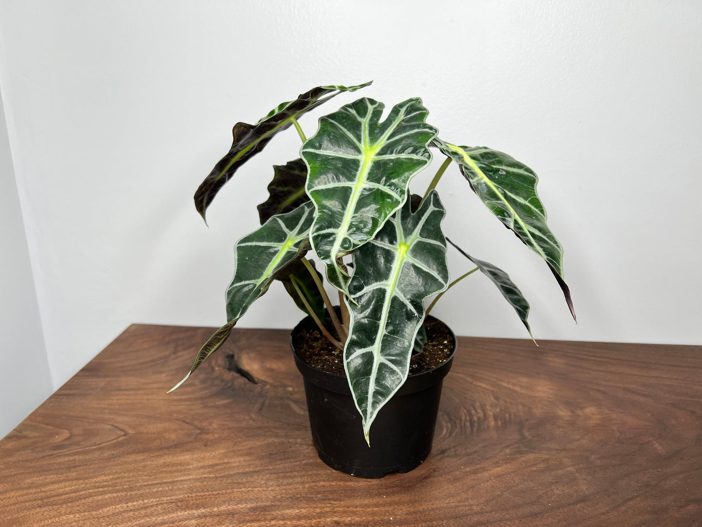 Alocasia Polly 6”