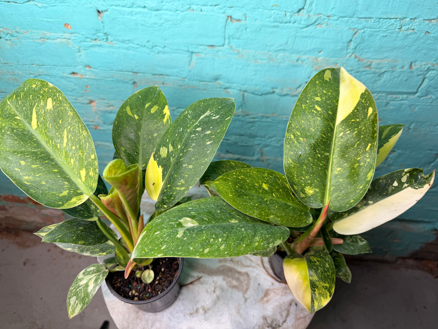 Philodendron Congo Nuclear Variegated