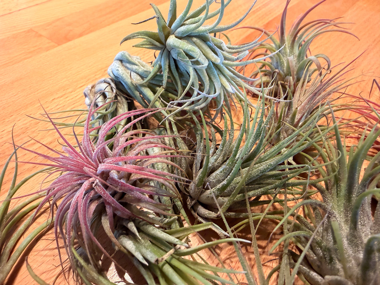 Tillandsia “Air Plants”