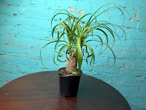 Ponytail Palm 4”
